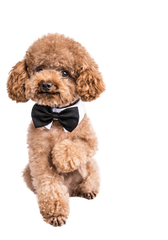 真人德扑圈俱乐部客服推荐