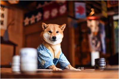 德扑圈俱乐部客服推荐